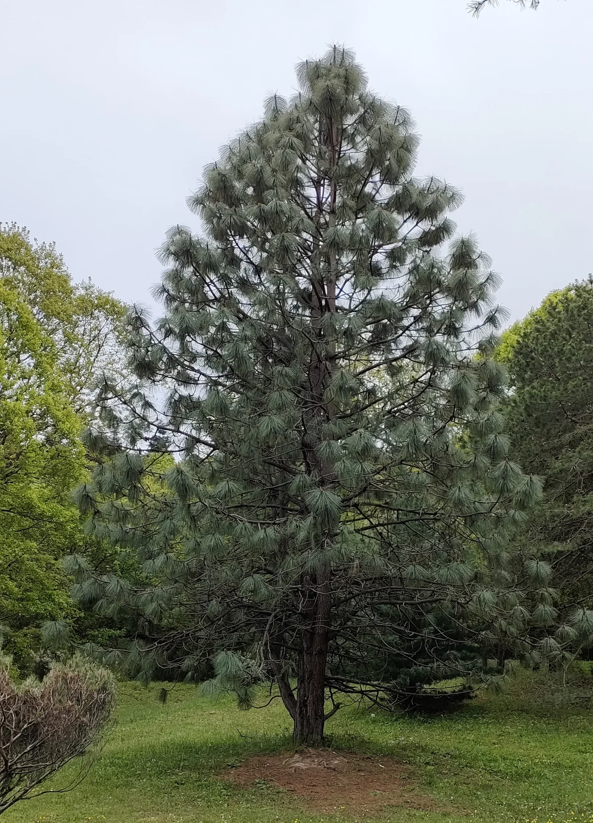 Atatürk Arboretumu