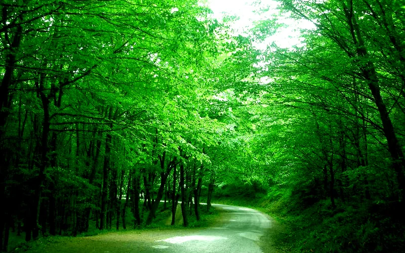 Belgrad Ormanı ve Tarihi Bentler
