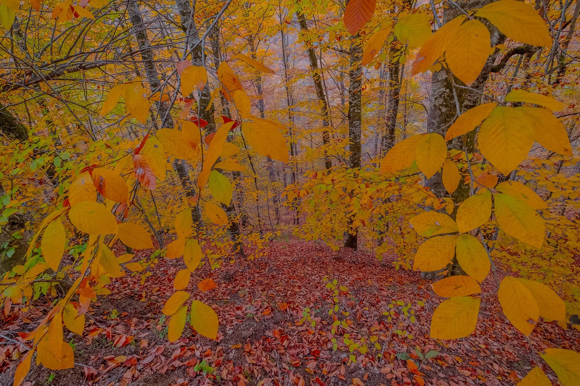 Yenice Ormanları Tabiat Parkı