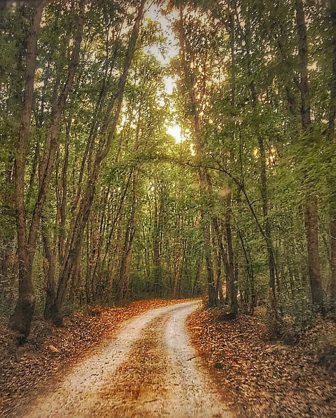 Igneada Longoz Ormanlari