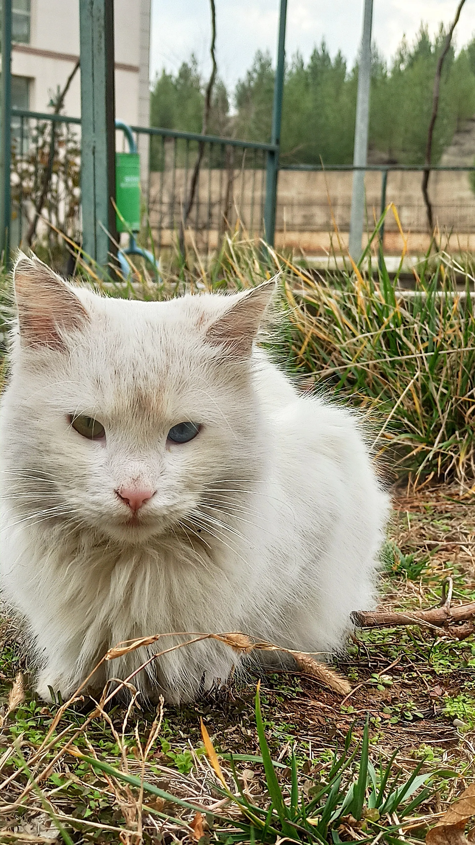 Van Kedisi Araştırma ve Koruma Merkezi (Kedi Villası)